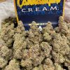cannatique strain