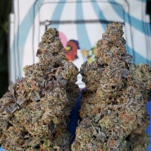 white bubblegum gelato strain